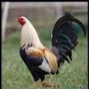 Meet your Posher, Bob